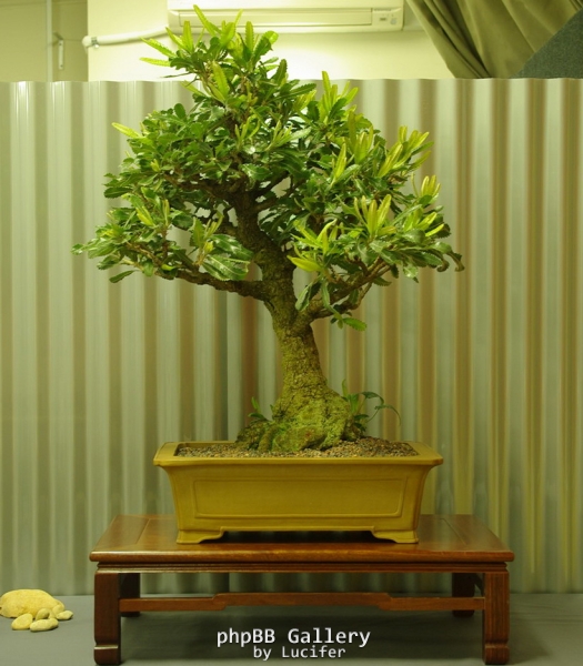 No. 32 Banksia serrata