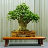 No. 33 Ficus rubiginosa