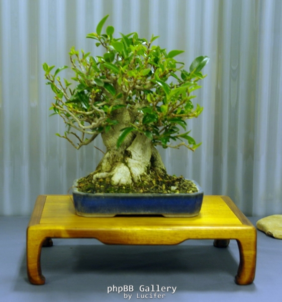 No. 35 Ficus rubiginosa