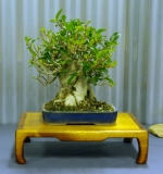 No. 35 Ficus rubiginosa