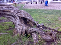 tea tree lorne foreshore