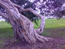 tea tree lorne foreshore