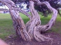 tea tree lorne foreshore