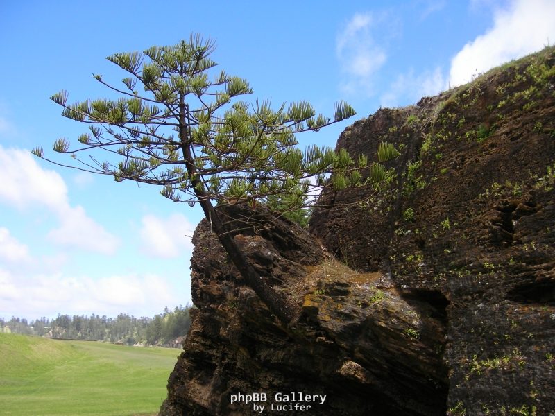 Norfolk Is Pine growing out of rock on N.Is.