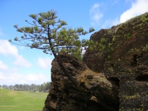 Norfolk Is Pine growing out of rock on N.Is.