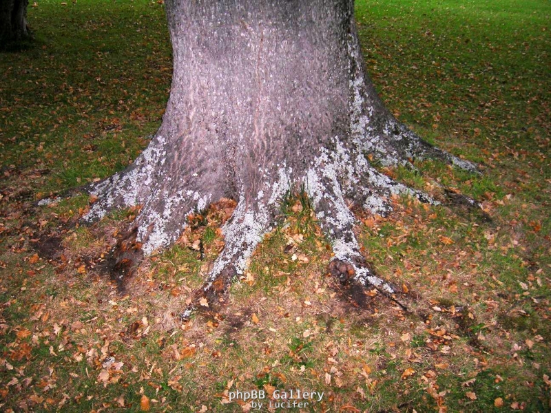 Perfect nebari on old oak at Port Arthur Tasmania