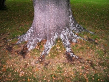 Perfect nebari on old oak at Port Arthur Tasmania