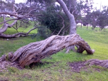 tea tree lorne foreshore