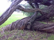 tea tree lorne foreshore