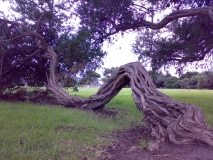 tea tree lorne foreshore