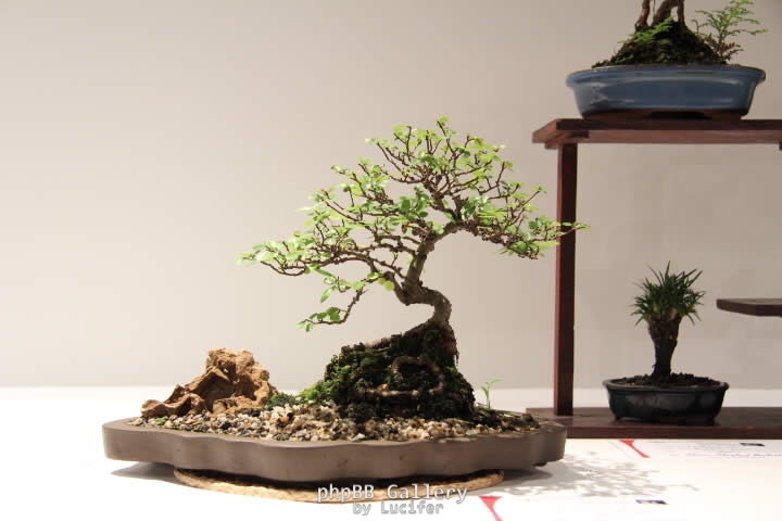 ChineseElm (2)