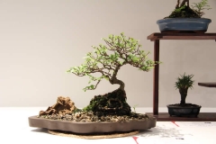 ChineseElm (2)