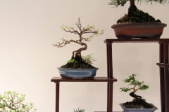 ChineseElm (3)