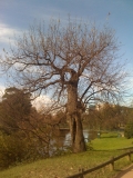 Oak in Parramatta Park